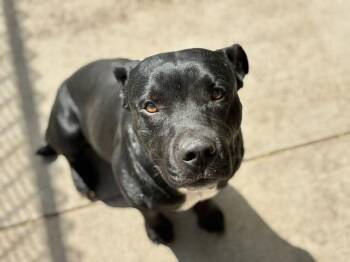 Pit Bull Terrier and Mixed Breed Dogs Available for Adoption - HELIOS | PetCurious