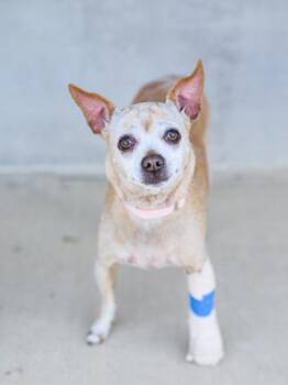 Chloe -  Mixed Breed Dog for Adoption in Longmont, Colorado - Chloe | PetCurious