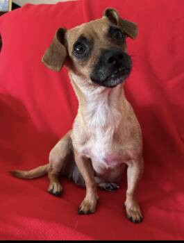 Sunny -  Chiweenie Dog for Adoption in La Palma, California - Sunny | PetCurious