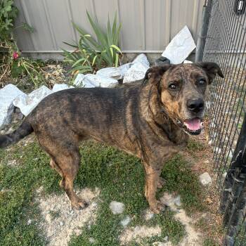 Kali -  Mountain Cur Dog for Adoption in Bonners Ferry, Idaho - Kali | PetCurious
