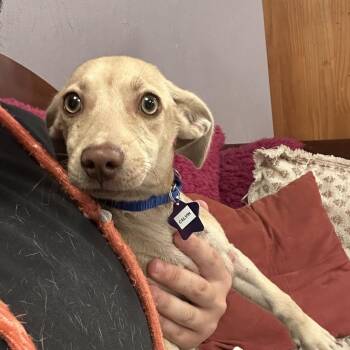 Calvin -  Chihuahua and Mixed Breed Dog for Adoption in San Francisco, California - Calvin | PetCurious