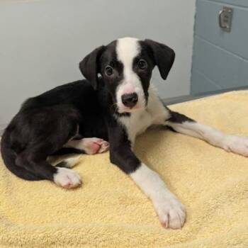 Rebellion -  Cattle Dog and Mixed Breed Dog for Adoption in Kansas City, Missouri - Rebellion | PetCurious