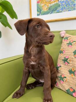Cori Mocha Magic -  Catahoula Leopard Dog and Labrador Retriever Dog for Adoption in Friendswood, Texas - Cori Mocha Magic | PetCurious
