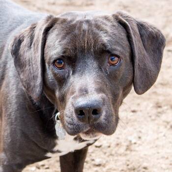 Mixed Breed Dogs Available for Adoption in Kennebunk, Maine - Simon | PetCurious