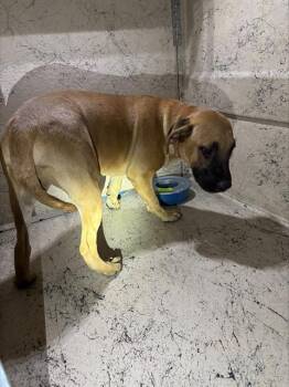 BEAVER -  Mastiff and Mixed Breed Dog for Adoption in Las Vegas, Nevada - BEAVER | PetCurious