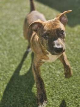 Mixed Breed Dogs Available for Adoption - Leon | PetCurious
