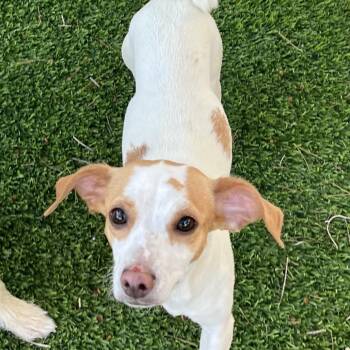 Chihuahua and Mixed Breed Dogs Available for Adoption in Las Vegas, Nevada - Linda Lou | PetCurious