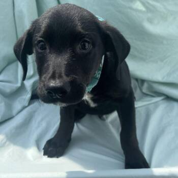 Rocco -  Mixed Breed Dog for Adoption in Canal Winchester, Ohio - Rocco | PetCurious