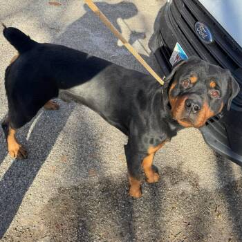 Mixed Breed Dogs Available for Adoption - Bugsy | PetCurious