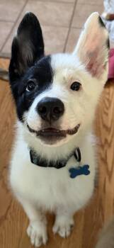 Phantom CA -  Border Collie Dog for Adoption in Hillside, Illinois - Phantom CA | PetCurious