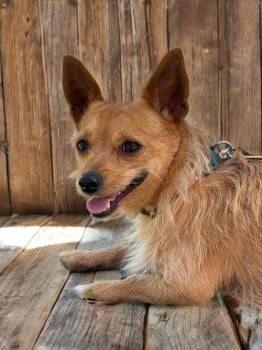Cairn Terrier Dogs Available for Adoption - Taco | PetCurious