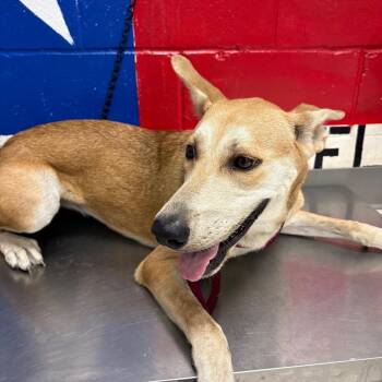 Laurel -  Mixed Breed Dog for Adoption in Lufkin, Texas - Laurel | PetCurious