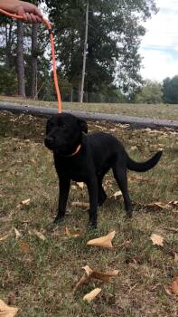 Zion -  Labrador Retriever and Mixed Breed Dog for Adoption in Medfield, Massachusetts - Zion | PetCurious