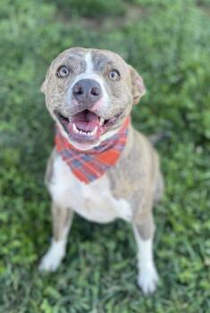 Rescue Pit Bull Terrier Dogs for Adoption in Dickson, Tennessee - Topaz | PetCurious