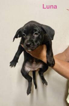 Luna -  Labrador Retriever Dog for Adoption in Manchester, Connecticut - Luna | PetCurious