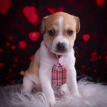 Chihuahua Dogs Available for Adoption - Leo | PetCurious