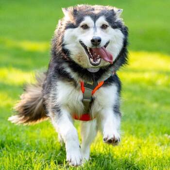 Misty -  Husky Dog for Adoption in Oakville, Ontario - Misty | PetCurious