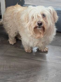 Bubbles -  Maltese Dog for Adoption in Trenton, New Jersey - Bubbles | PetCurious