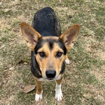 Rescue Shepherd Dogs for Adoption in Brownsboro, Alabama - Sis | PetCurious