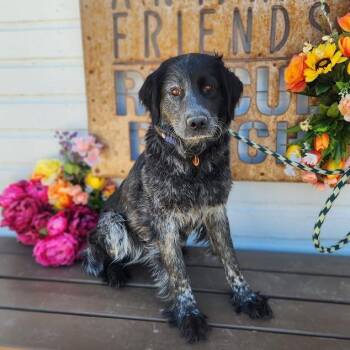 Australian Shepherd Dogs Available for Adoption in Prescott, Arizona - Disney | PetCurious