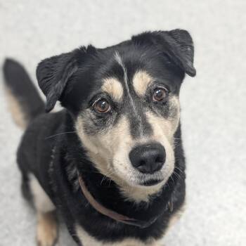 German Shepherd Dog and Husky Dogs Available for Adoption in Grand Rapids, Michigan - Patsy | PetCurious