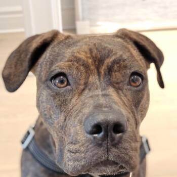 Mixed Breed Dogs Available for Adoption - Peanut (20260223-01) | PetCurious