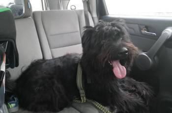 Schnauzer and Labrador Retriever Dogs Available for Adoption - Oakley | PetCurious