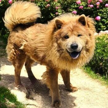 Rescue Chow Chow Dogs for Adoption in Lucas, Texas - Bear | PetCurious