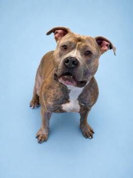 Pit Bull Terrier and Mixed Breed Dogs Available for Adoption in Bowling Green, Kentucky - Heme | PetCurious