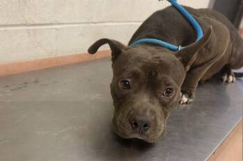 ANNIE -  Mixed Breed Dog for Adoption in Columbia, South Carolina - ANNIE | PetCurious