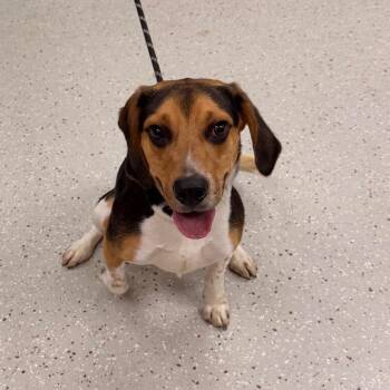 Pacer -  Beagle Dog for Adoption in Indianapolis, Indiana - Pacer | PetCurious