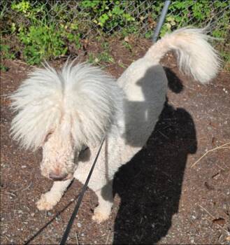 Brodie -  Poodle Dog for Adoption in Thompson Falls, Montana - Brodie | PetCurious