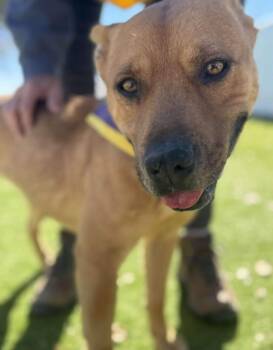 Boxer Dogs Available for Adoption - Chani | PetCurious