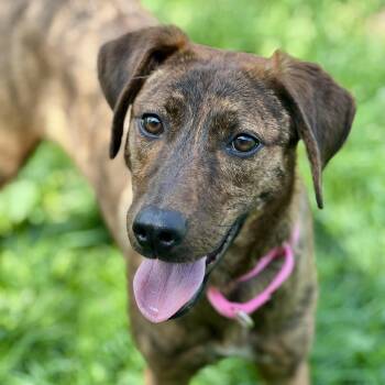 Mountain Cur Dogs Available for Adoption in Monroe, Ohio - Breezy | PetCurious