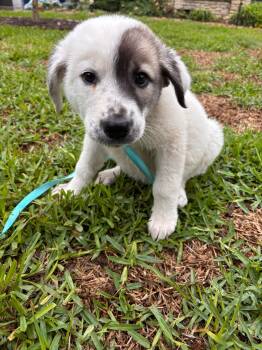 Great Pyrenees Dogs Available for Adoption in Pflugerville, Texas - Gertie  | PetCurious