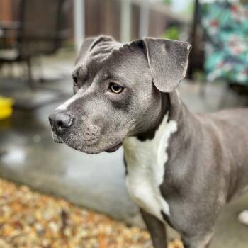 Gigi -  American Bully Dog for Adoption in New Orleans, Louisiana - Gigi | PetCurious