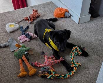 ARMADA -  Labrador Retriever Dog for Adoption in Broomfield, Colorado - ARMADA | PetCurious