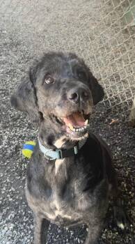 Auggie -  Labradoodle and Great Dane Dog for Adoption in Bryson City, North Carolina - Auggie | PetCurious