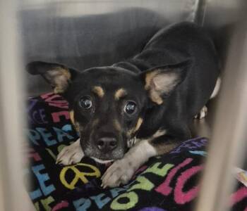 Beagle and Mixed Breed Dogs Available for Adoption in Decatur, Illinois - EMMY DENNY DONG | PetCurious