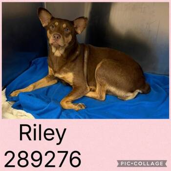 RILEY -  Mixed Breed Dog for Adoption in Macon, Georgia - RILEY | PetCurious