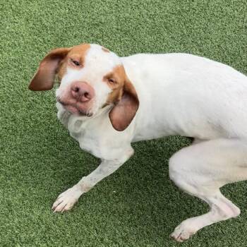 Stub 6333 -  English Pointer Dog for Adoption in Loxahatchee Groves, Florida - Stub 6333 | PetCurious