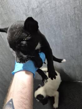 AMIRES 2 -  American Staffordshire Terrier Dog for Adoption in San Antonio, Texas - AMIRES 2 | PetCurious
