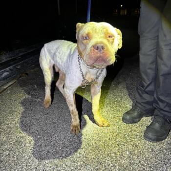 Mixed Breed Dogs Available for Adoption in Philadelphia, Pennsylvania - Doodlebob | PetCurious