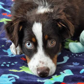 Blue D70568 -  Australian Shepherd and Mixed Breed Dog for Adoption in Minnetonka, Minnesota - Blue D70568 | PetCurious