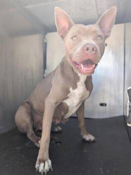 Pit Bull Terrier Dogs Available for Adoption in San Antonio, Texas - CORONA | PetCurious
