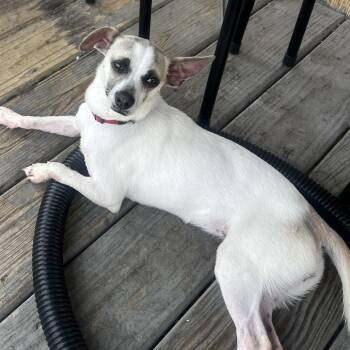 Tiny -  Chihuahua Dog for Adoption in Matteson, Illinois - Tiny | PetCurious