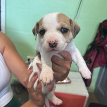 Hound Dogs Available for Adoption - Noelle | PetCurious