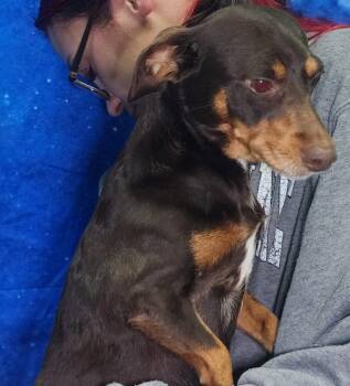 Chihuahua and Dachshund Dogs Available for Adoption in Wetumpka, Alabama - 260414  Daisy | PetCurious