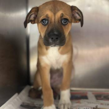 Ladybird -  Hound Dog for Adoption in San Antonio, Texas - Ladybird | PetCurious