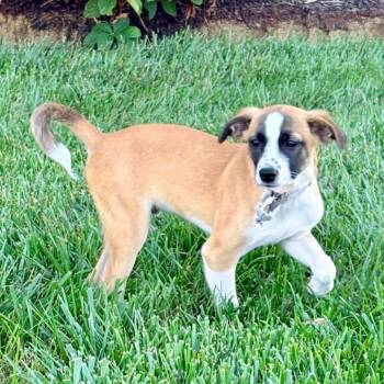 Peanut -  Terrier Dog for Adoption in La Grange, Kentucky - Peanut | PetCurious